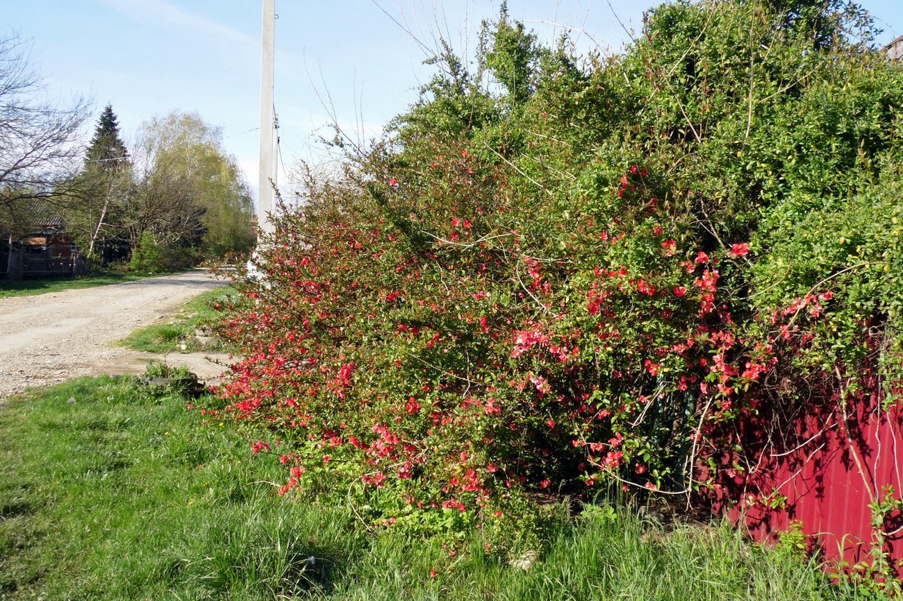 Image of Chaenomeles japonica specimen.