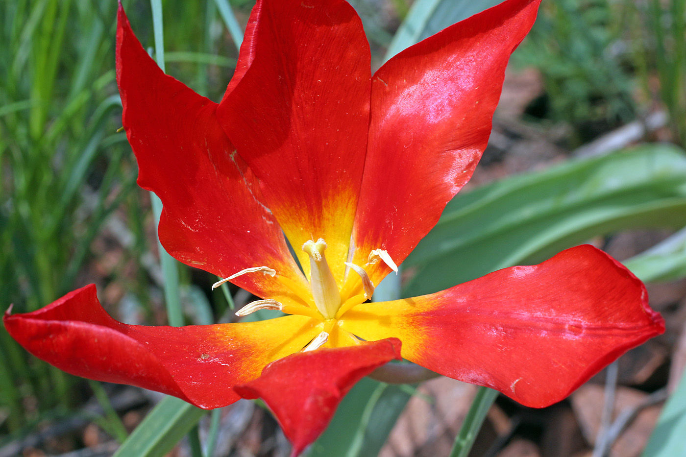 Image of Tulipa vvedenskyi specimen.