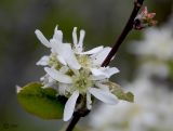 Amelanchier spicata