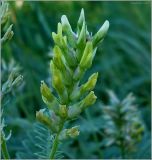 Astragalus cicer. Соцветие. Чувашия, окр. г. Шумерля, Кумашкинский заказник, Соколова поляна. 6 июля 2010 г.