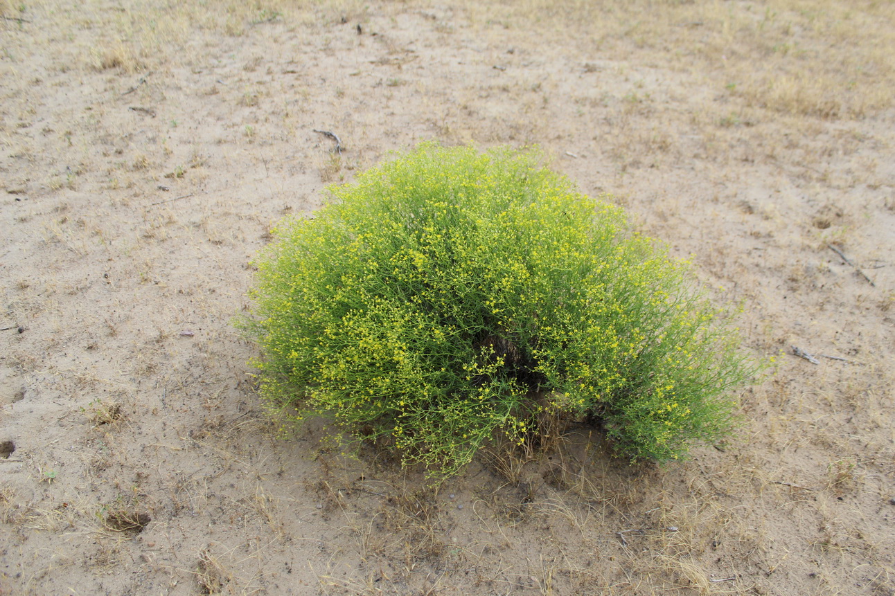 Image of Haplophyllum ramosissimum specimen.