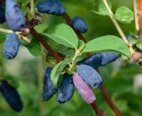 Lonicera edulis. Часть веточки с плодами. Казахстан, Восточно-Казахстанская обл.; Западный Алтай, скл. Ульбинского хребта, окр. с. Ушановское, сад. 14.06.2019.