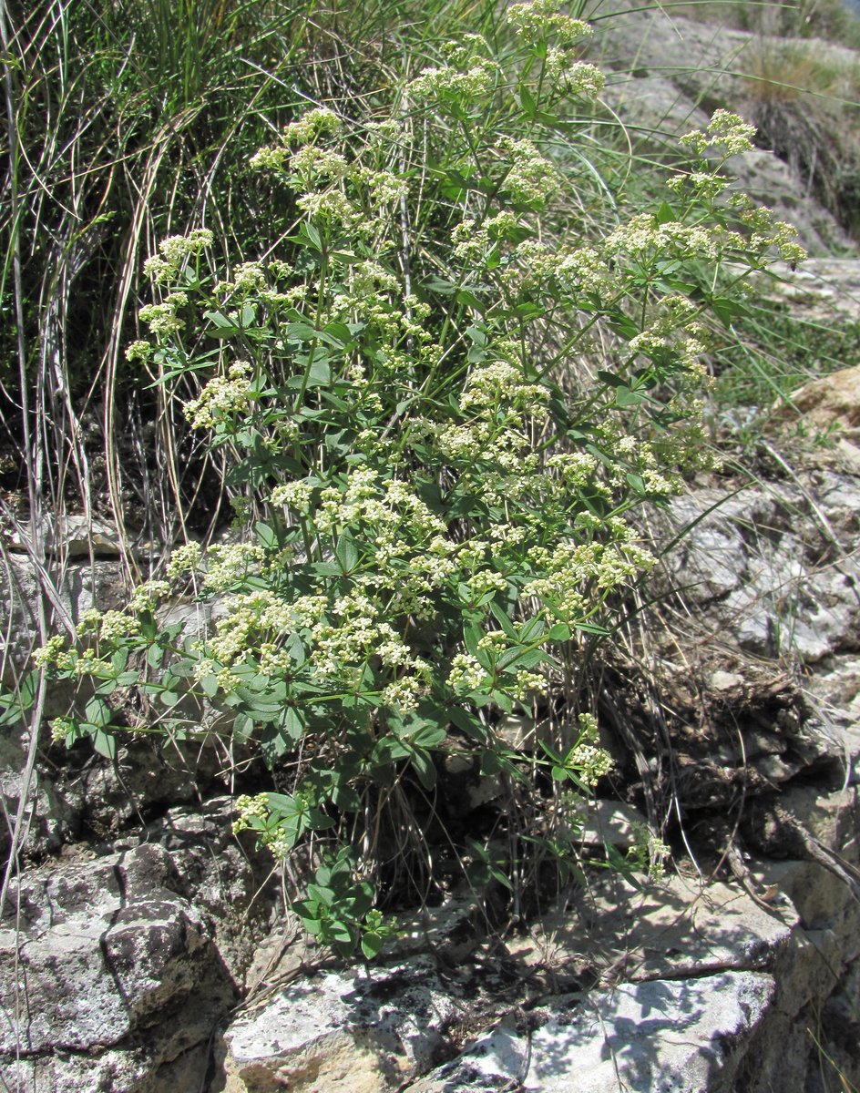 Image of Galium valantioides specimen.