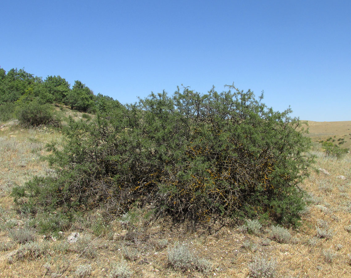 Image of Rhamnus erythroxyloides specimen.