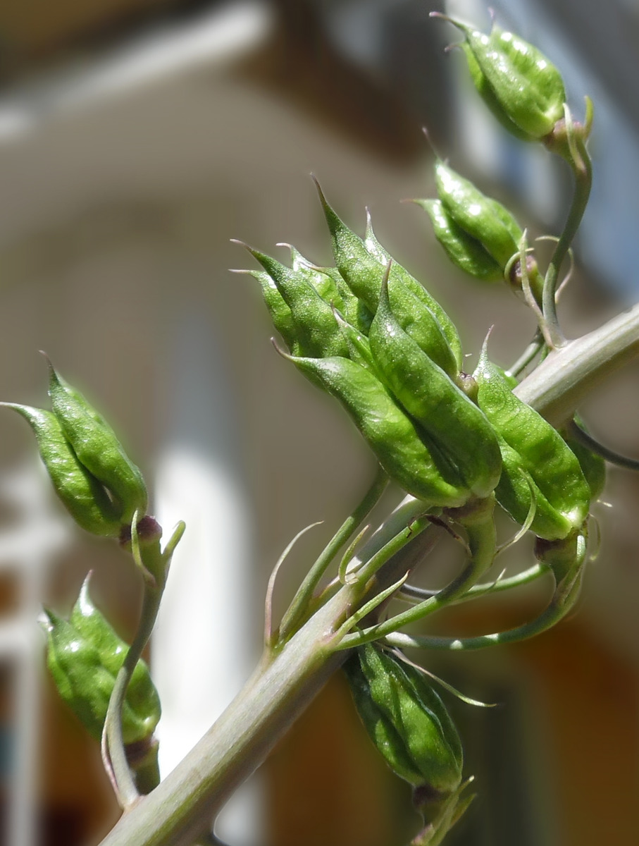 Image of Delphinium &times; phoeniceum specimen.