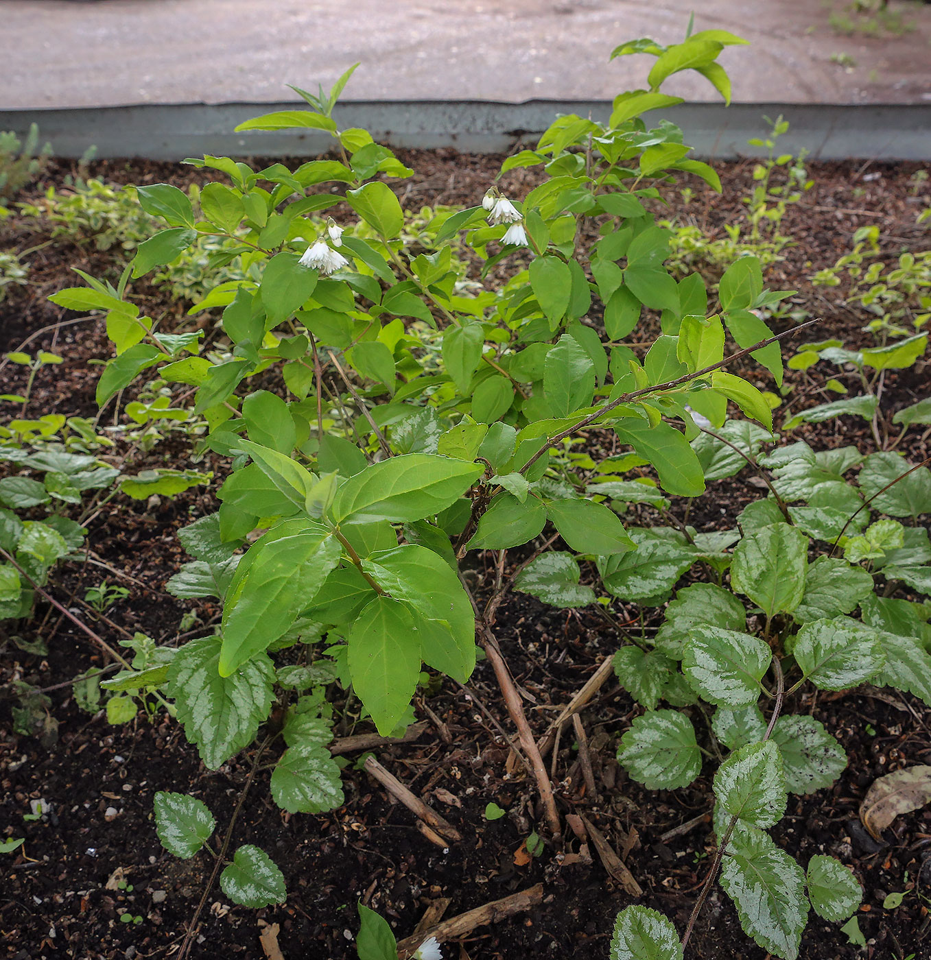 Image of genus Deutzia specimen.