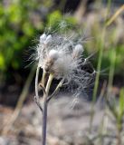 Antennaria dioica. Верхушка плодоносящего растения. Прикорневые листья. Алтайский край, Краснощековский р-н, с.Тигирек. 12 июля 2010 г.