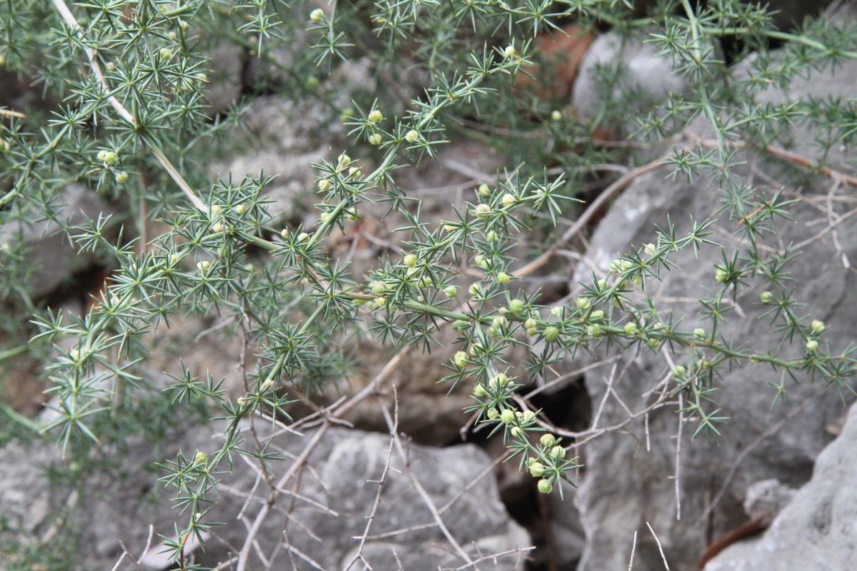 Изображение особи Asparagus acutifolius.