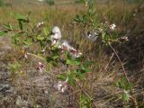 Salix myrtilloides