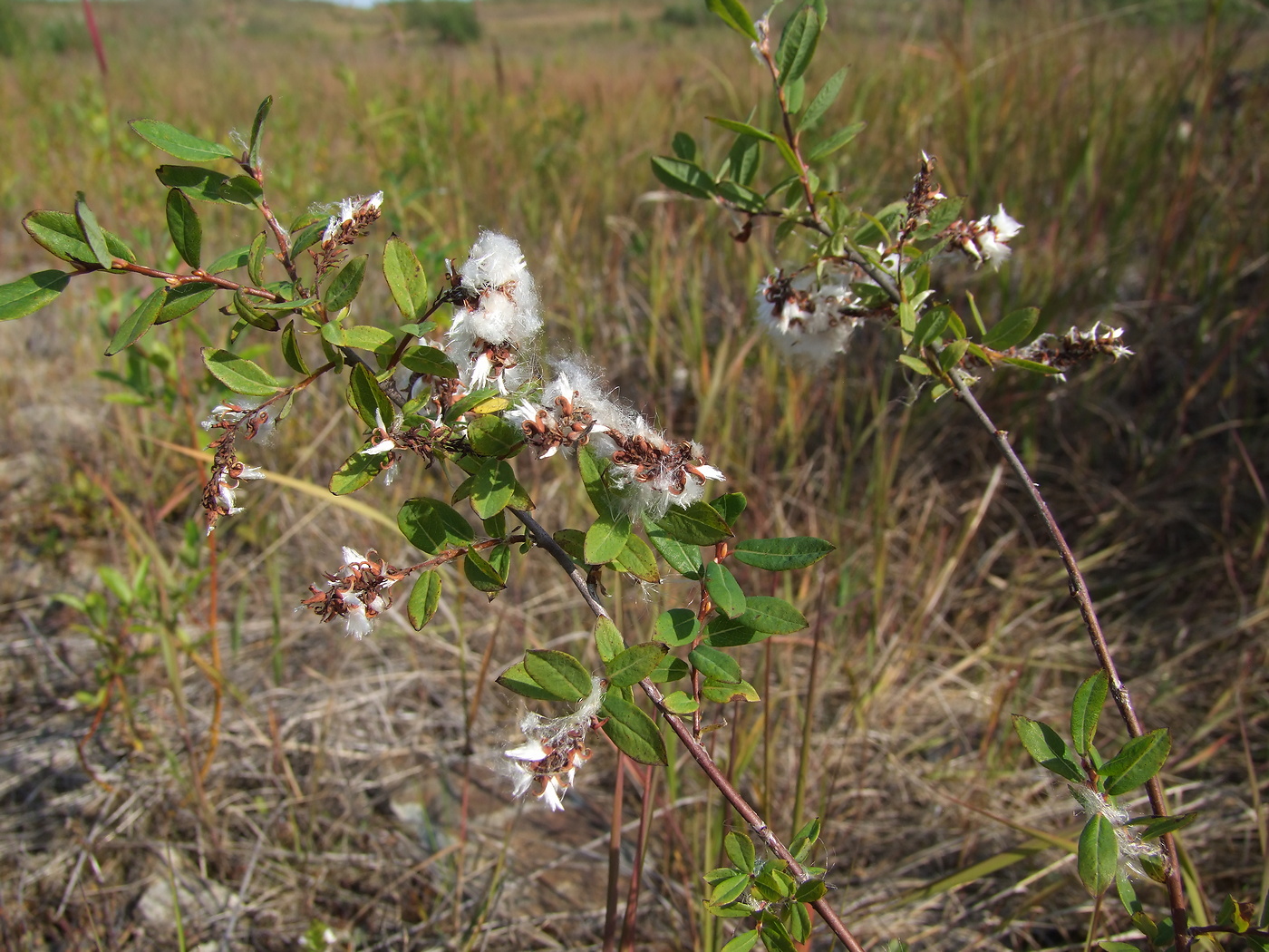 Image of Salix myrtilloides specimen.