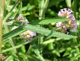 Verbena bonariensis. Лист. Москва, парк \"Коломенское\", \" Аптекарский огород\", в культуре. Август 2019 г.