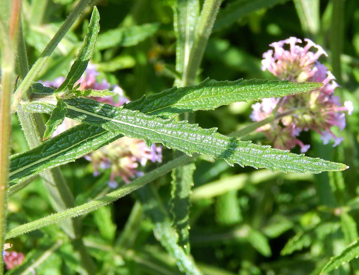 Image of Verbena bonariensis specimen.