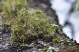 Usnea florida