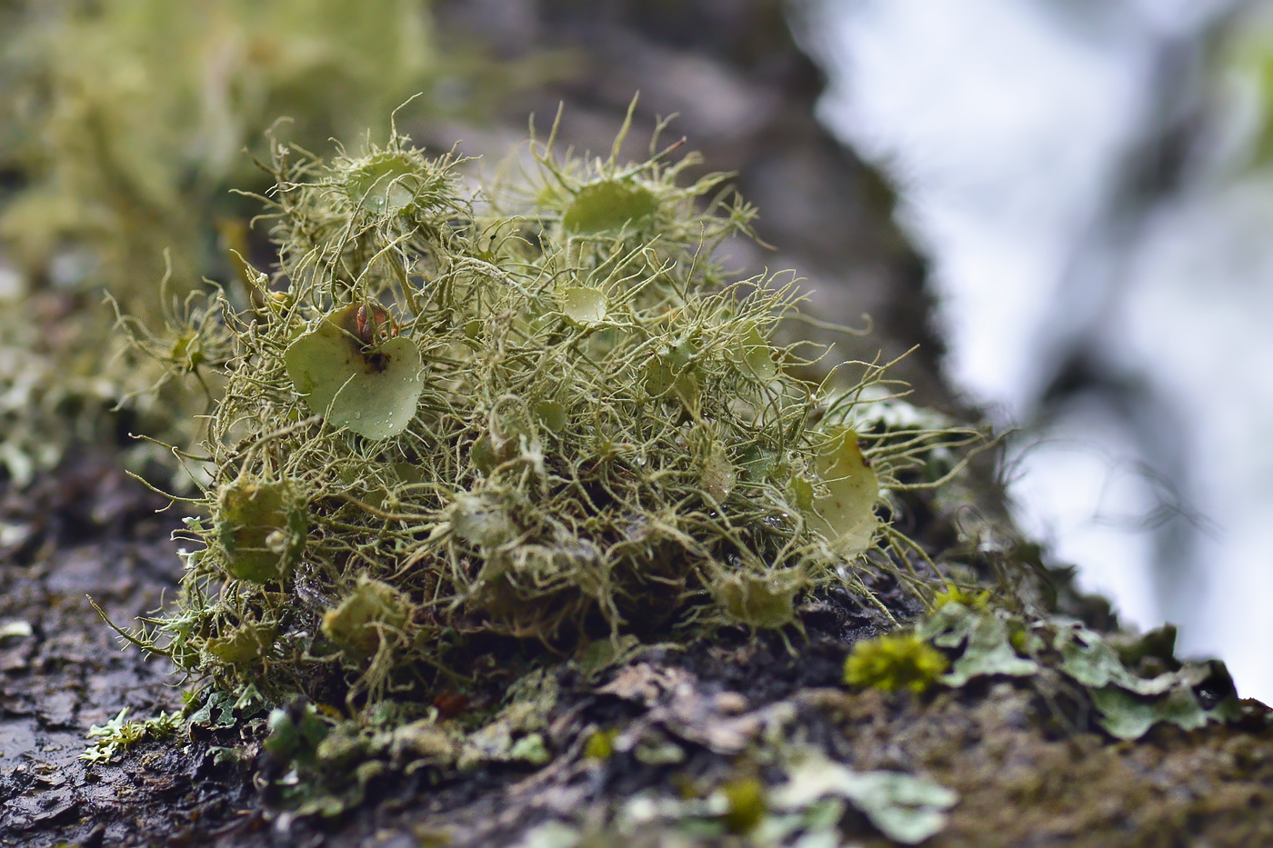 Image of Usnea florida specimen.