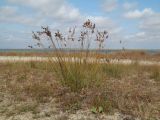 Juncus tyraicus
