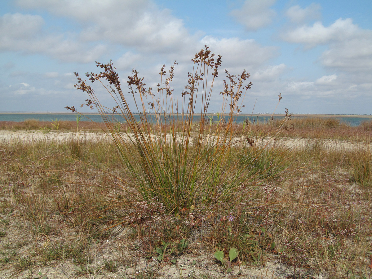 Image of Juncus tyraicus specimen.