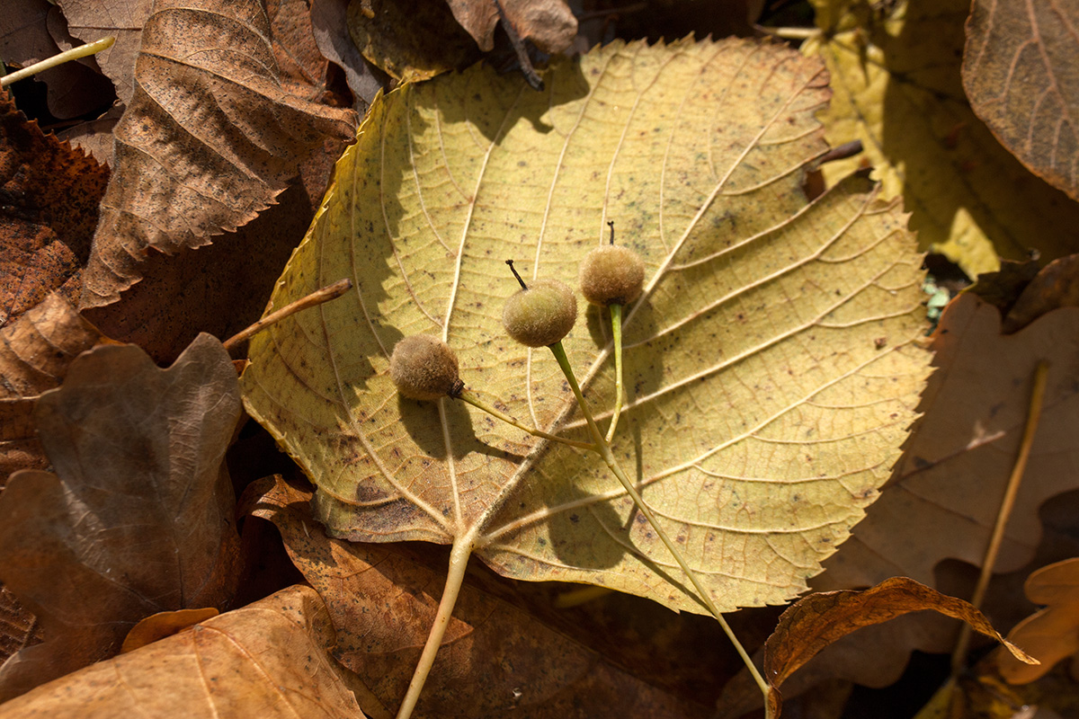 Image of Tilia &times; europaea specimen.