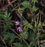 Erodium cicutarium