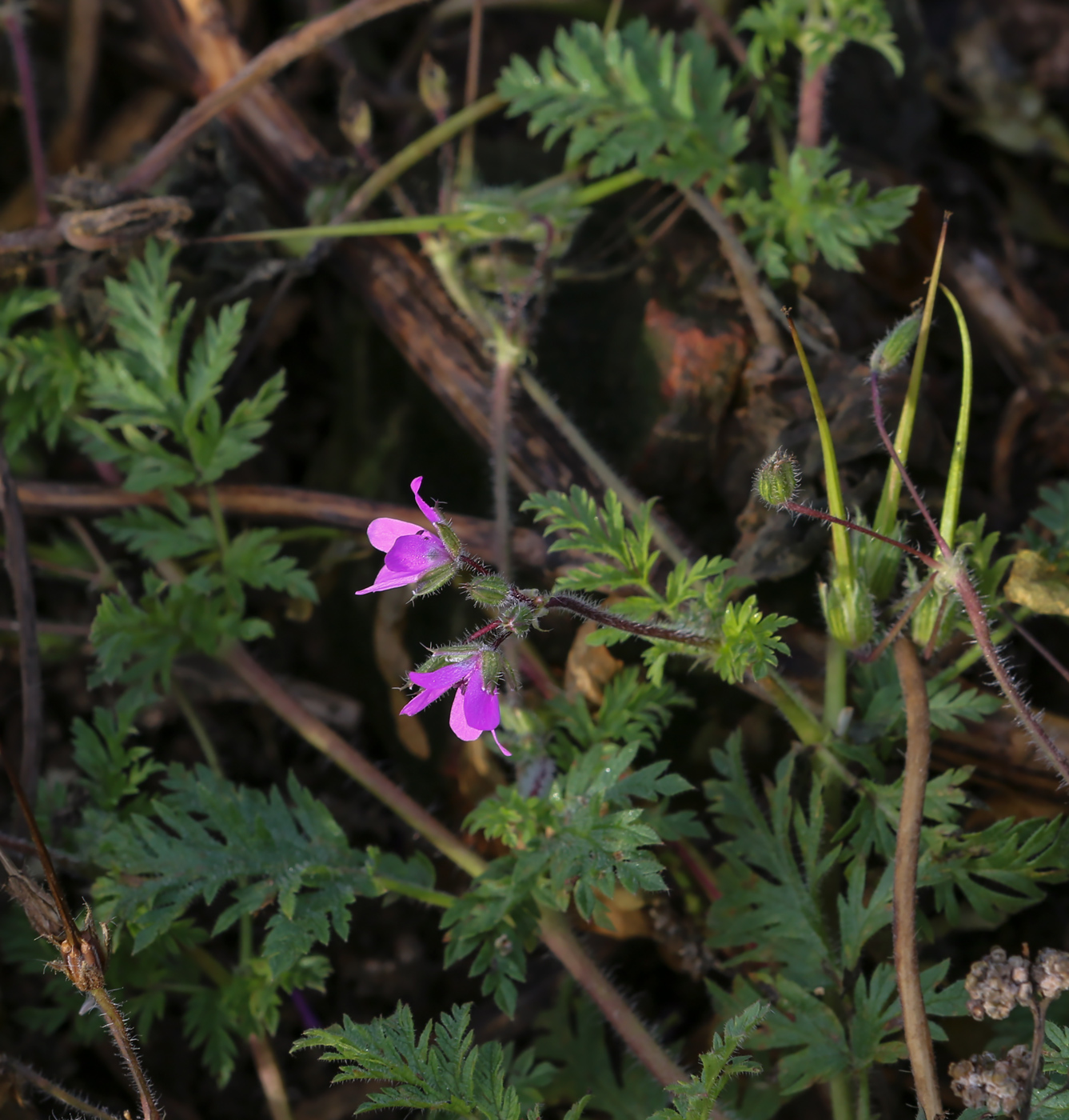 Изображение особи Erodium cicutarium.