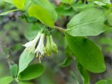 Lonicera pallasii. Верхушка побега с соцветием. Среднесибирское плоскогорье, плато Путорана, дол. р. Курейка, заросли кустарника в пойме реки. 26.06.2017.