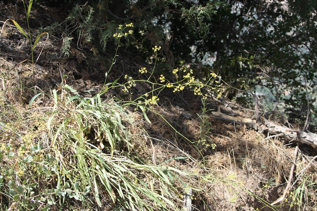 Image of Bupleurum exaltatum var. czimganicum specimen.