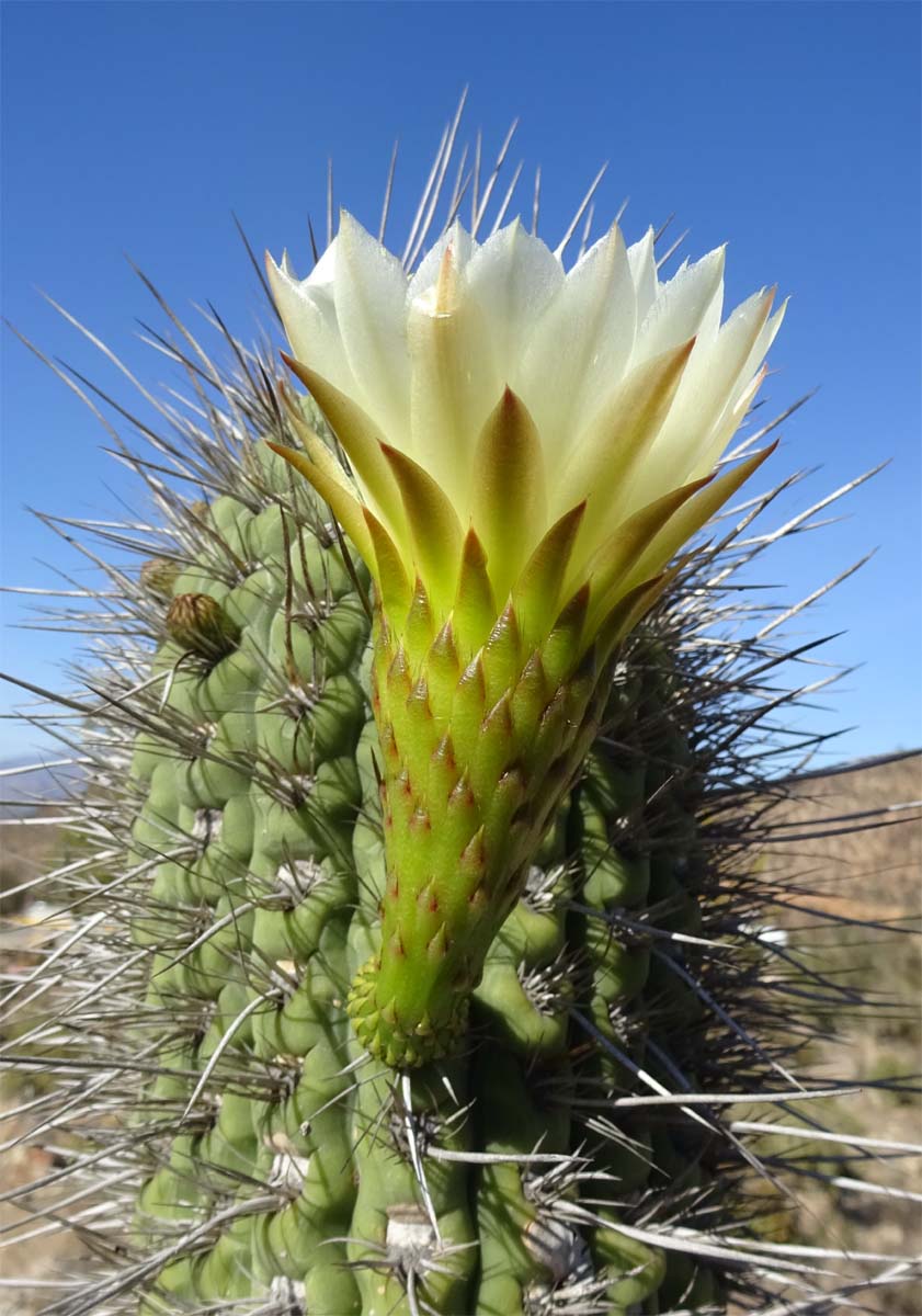 Image of Trichocereus chiloensis specimen.