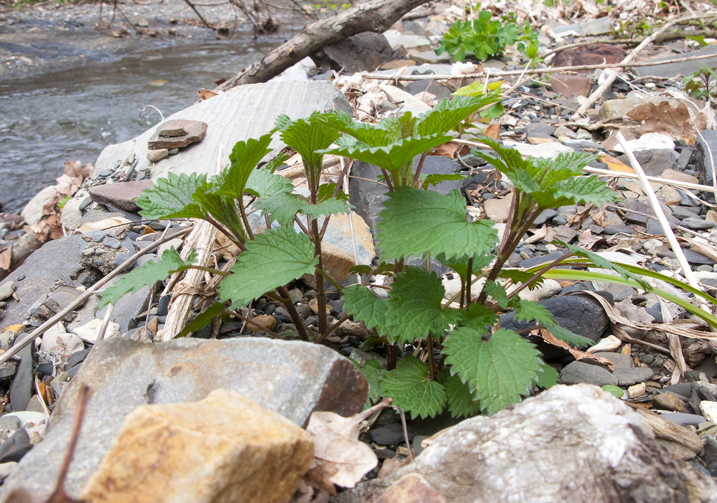 Изображение особи Urtica dioica.