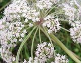 Angelica sachalinensis