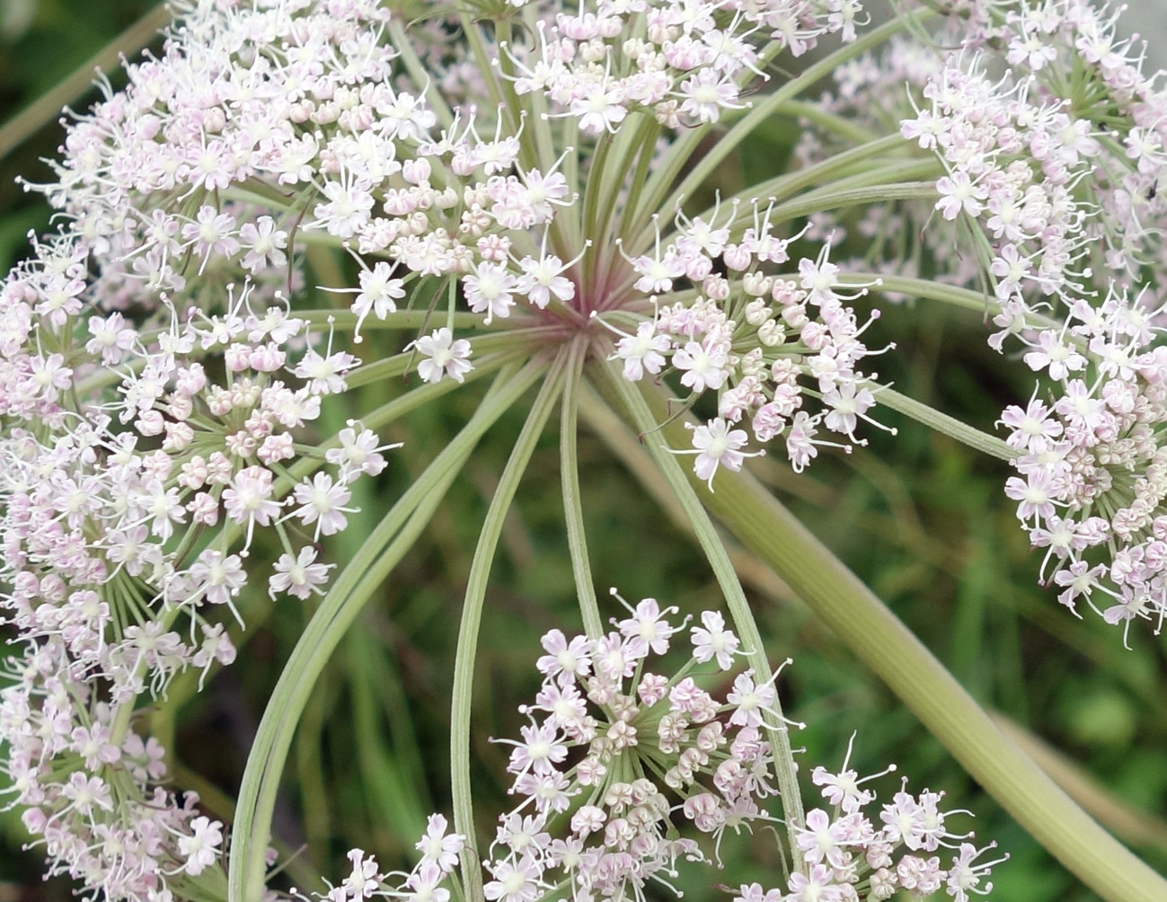 Image of Angelica sachalinensis specimen.