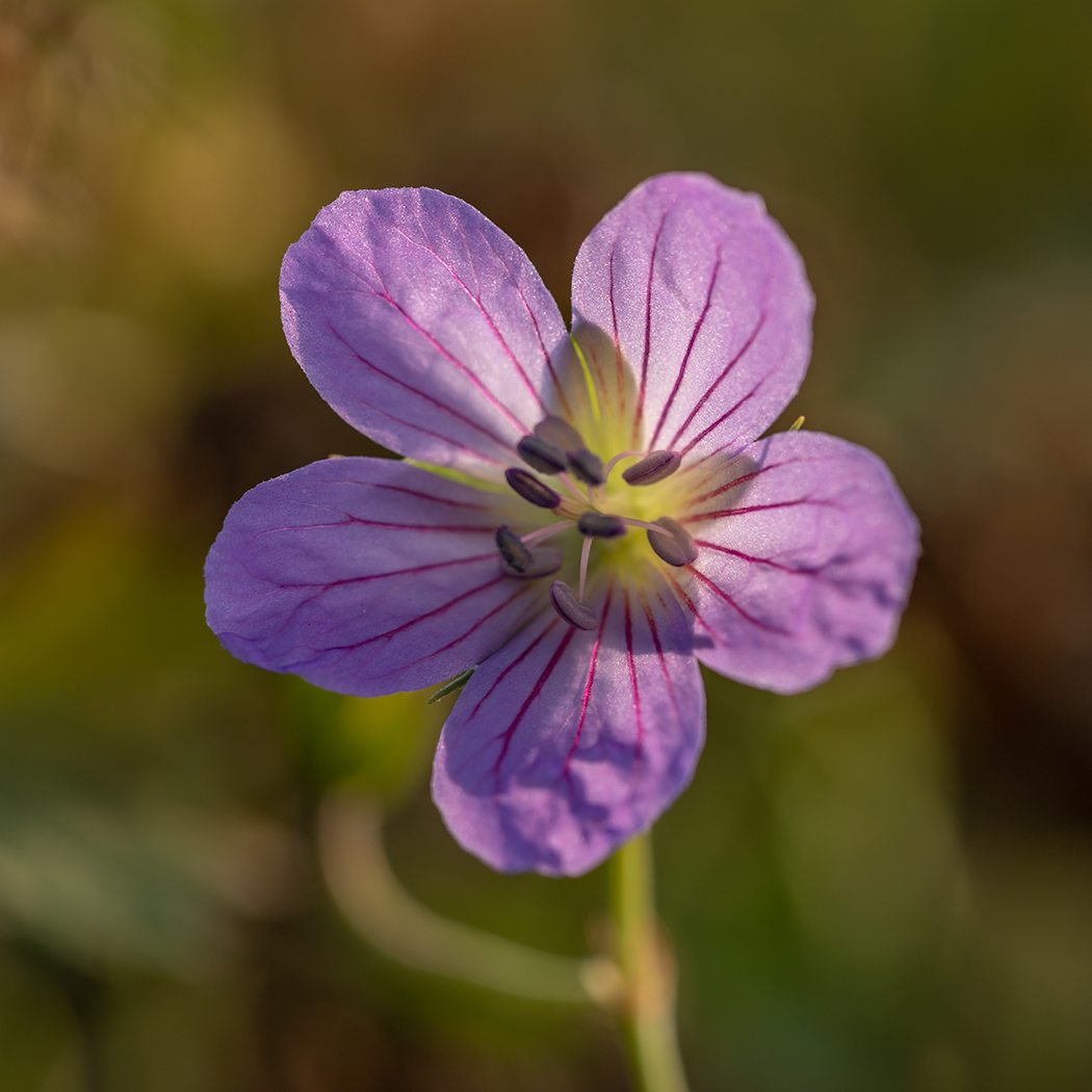 Image of Geranium collinum specimen.