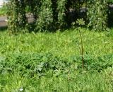 Heracleum sibiricum