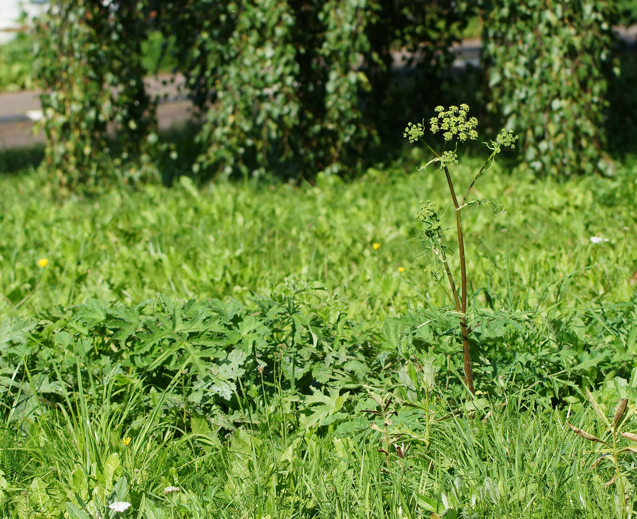 Изображение особи Heracleum sibiricum.