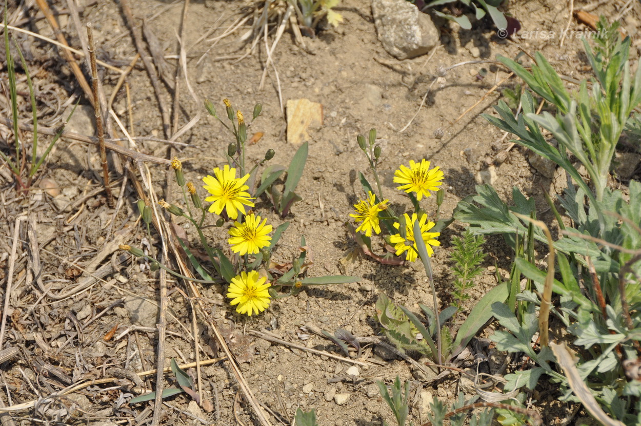 Image of Ixeridium gramineum specimen.