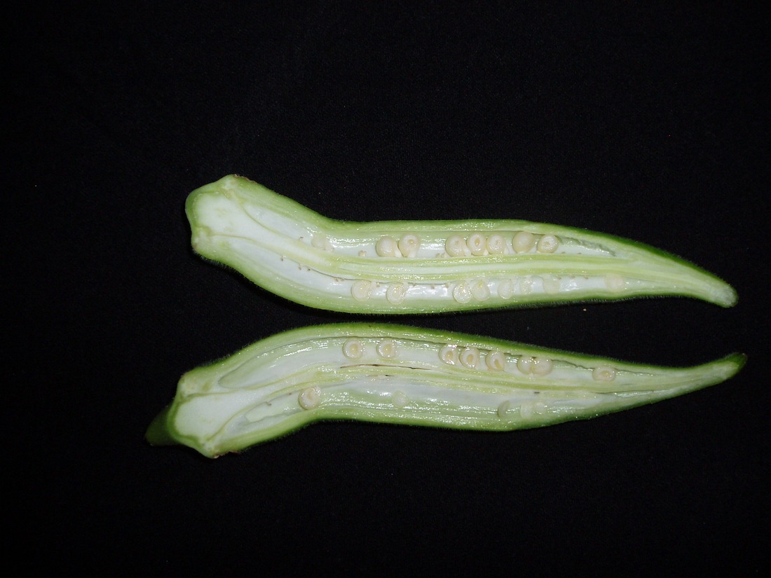 Image of Hibiscus esculentus specimen.