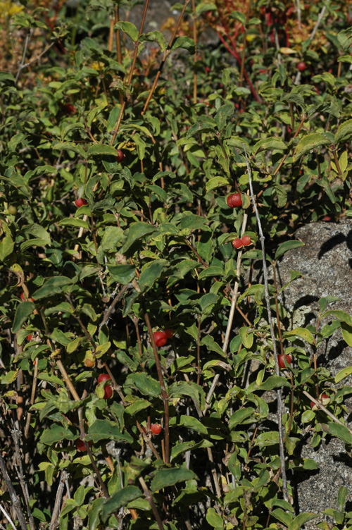 Image of Lonicera olgae specimen.