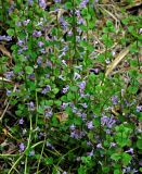 Glechoma hederacea. Цветущие растения. Астраханская обл., Астраханский заповедник, Дамчикский участок, берег реки. 29.04.2019.