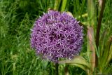 род Allium