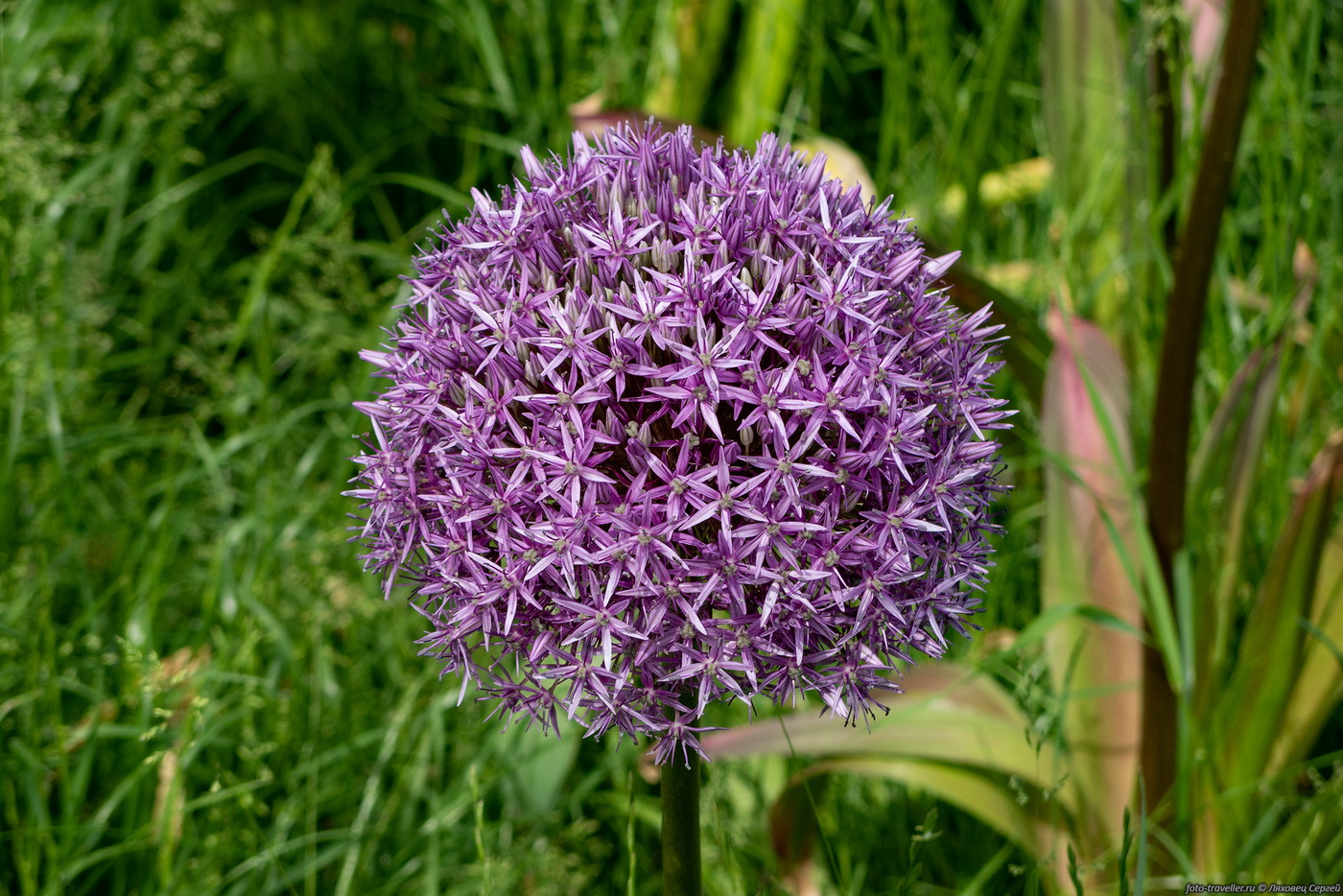 Image of genus Allium specimen.