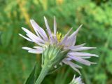 Boltonia lautureana