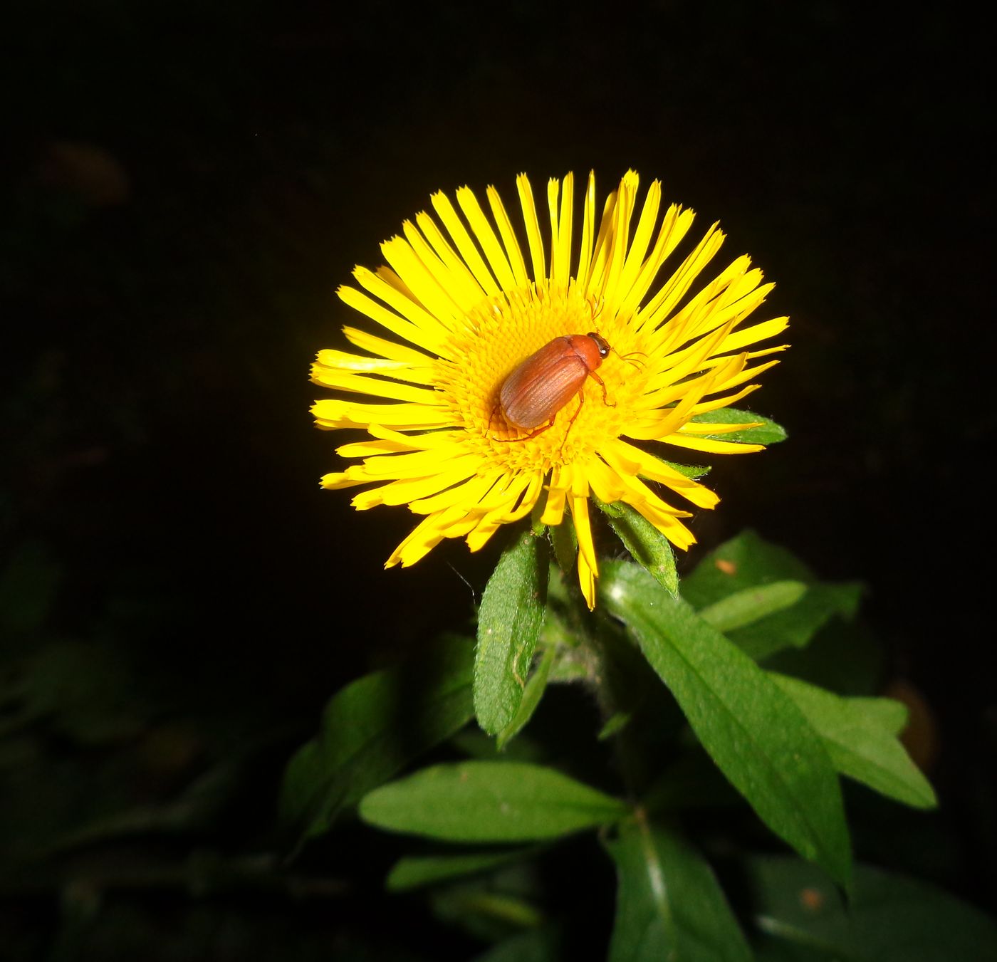 Image of Inula britannica specimen.