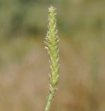 Plantago weldenii