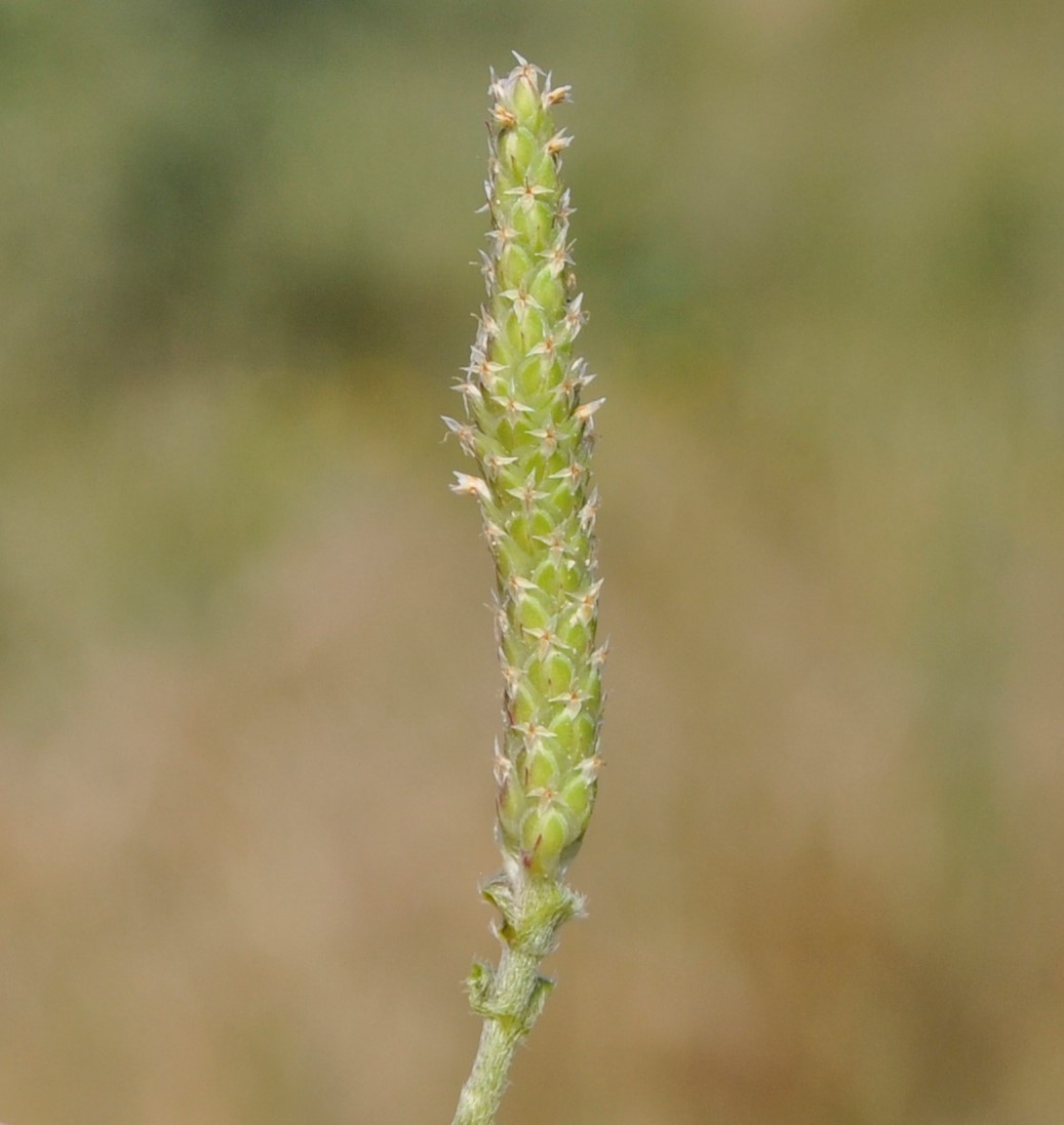 Изображение особи Plantago weldenii.