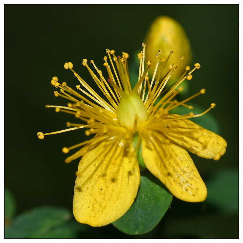 Image of Hypericum maculatum specimen.