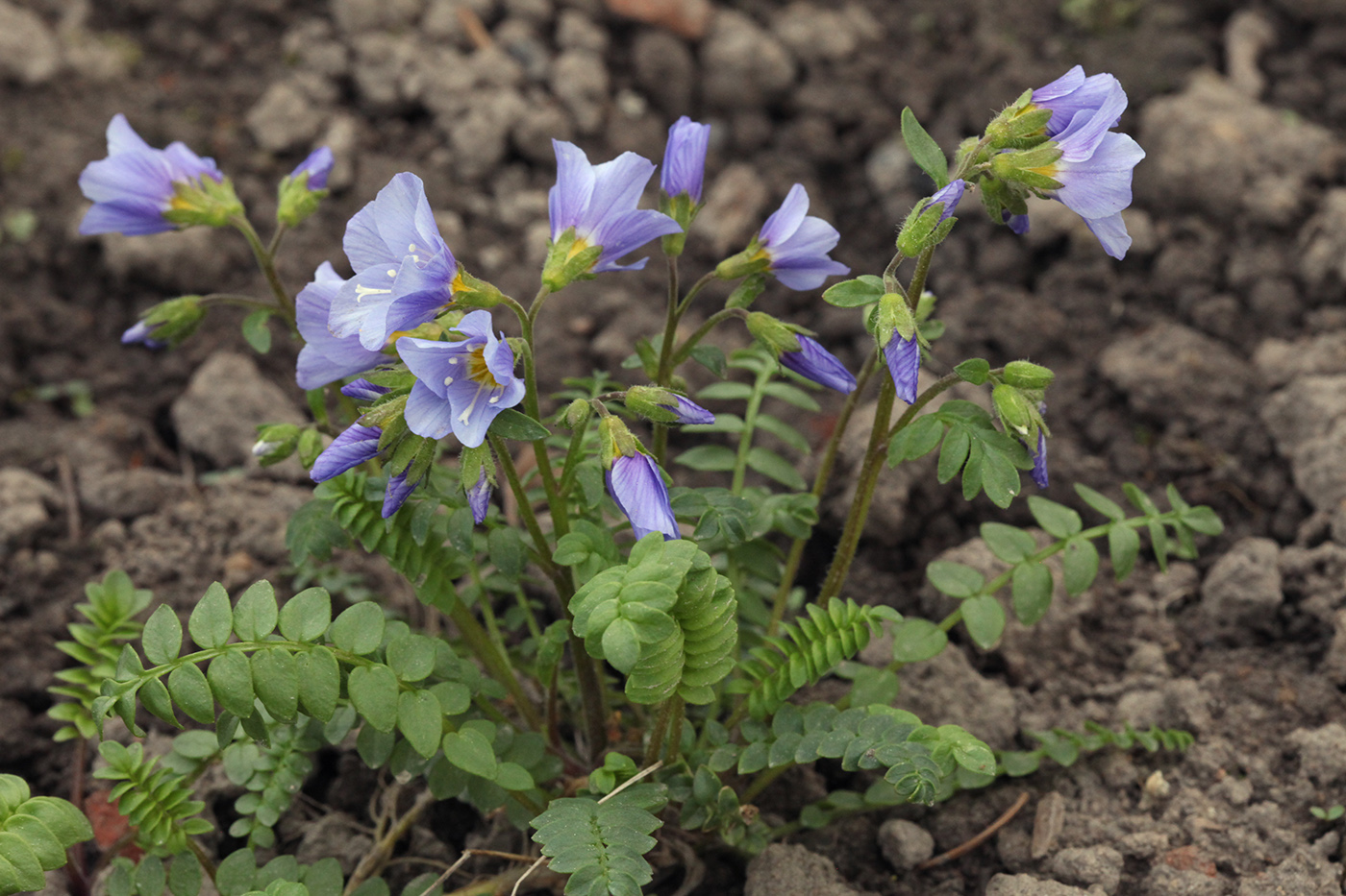 Image of Polemonium boreale specimen.