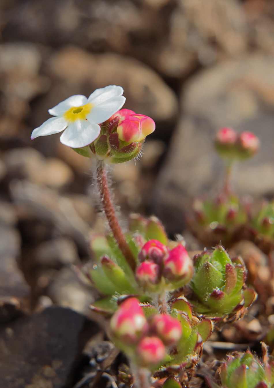 Изображение особи Androsace arctisibirica.