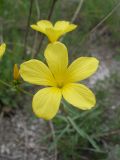 Linum ucranicum