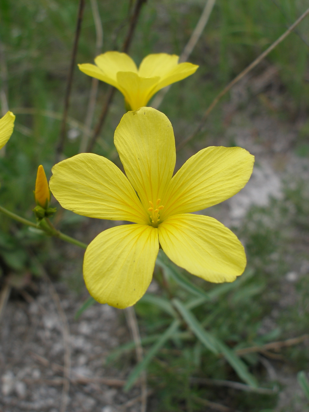 Image of Linum ucranicum specimen.