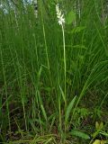 Dactylorhiza fuchsii. Цветущее растение (белоцветковая форма) на низинном болоте. Томск, дол. р. Мал. Киргизка. 05.06.2020.