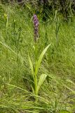 Dactylorhiza incarnata. Цветущее растение. Башкортостан, окр. г. Стерлитамак, небольшая влажная опушка оврага. 14.06.2020.