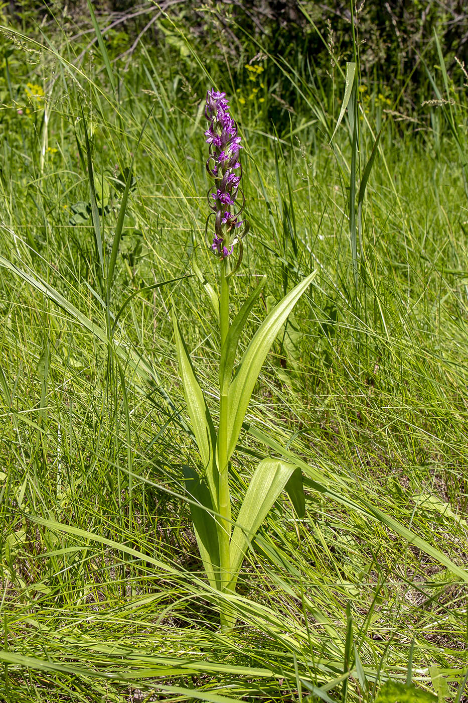 Изображение особи Dactylorhiza incarnata.